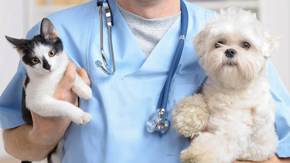 Veterinário segurando um gato e um cachorro