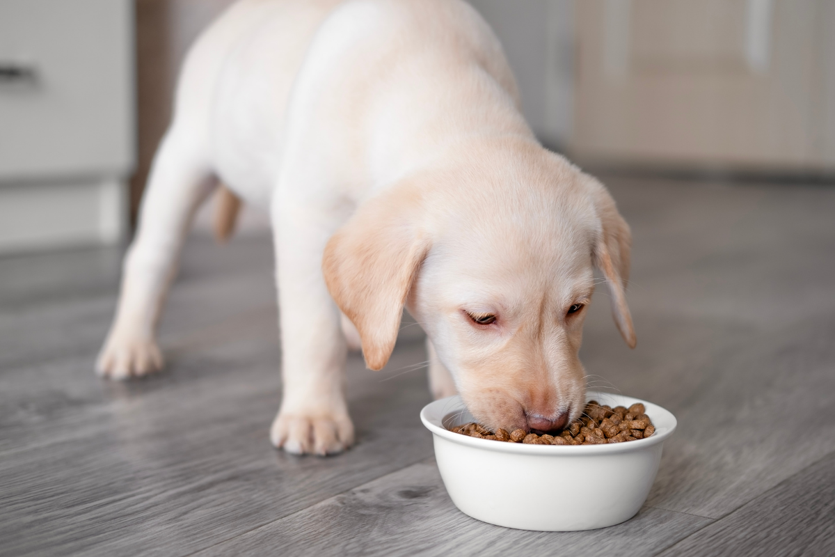 O que filhote de cachorro e gato pode comer? Guia de nutrição segura