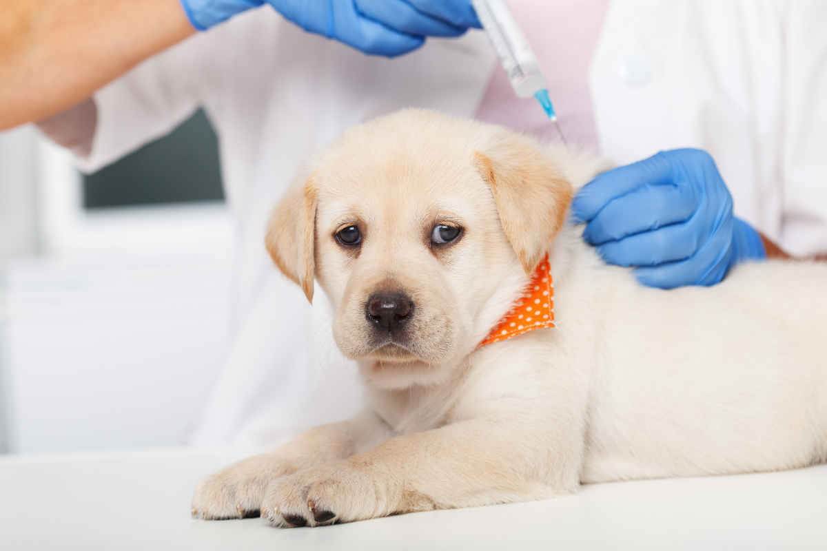 Vacinas para filhotes de cachorro e gato: tudo o que você precisa saber