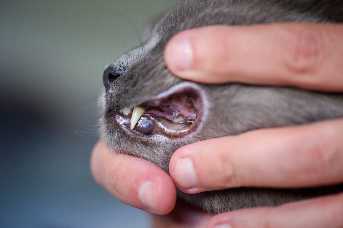 Gengiva de Gato Sangrando: o que o você precisa saber sobre saúde oral felina