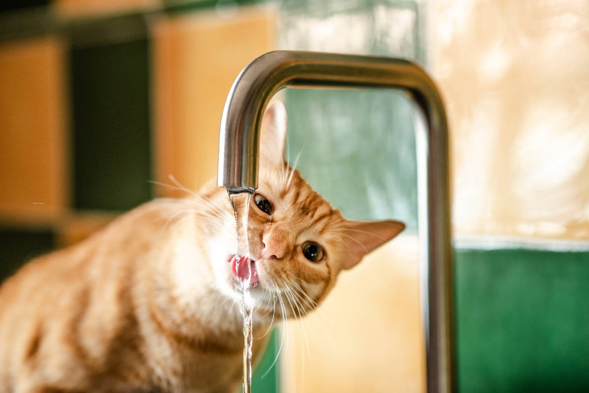 Como hidratar um gato que não bebe água? Estratégias práticas