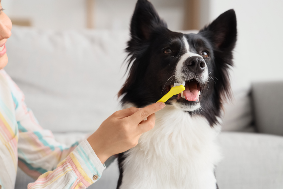 Como identificar a dor de dente no seu pet